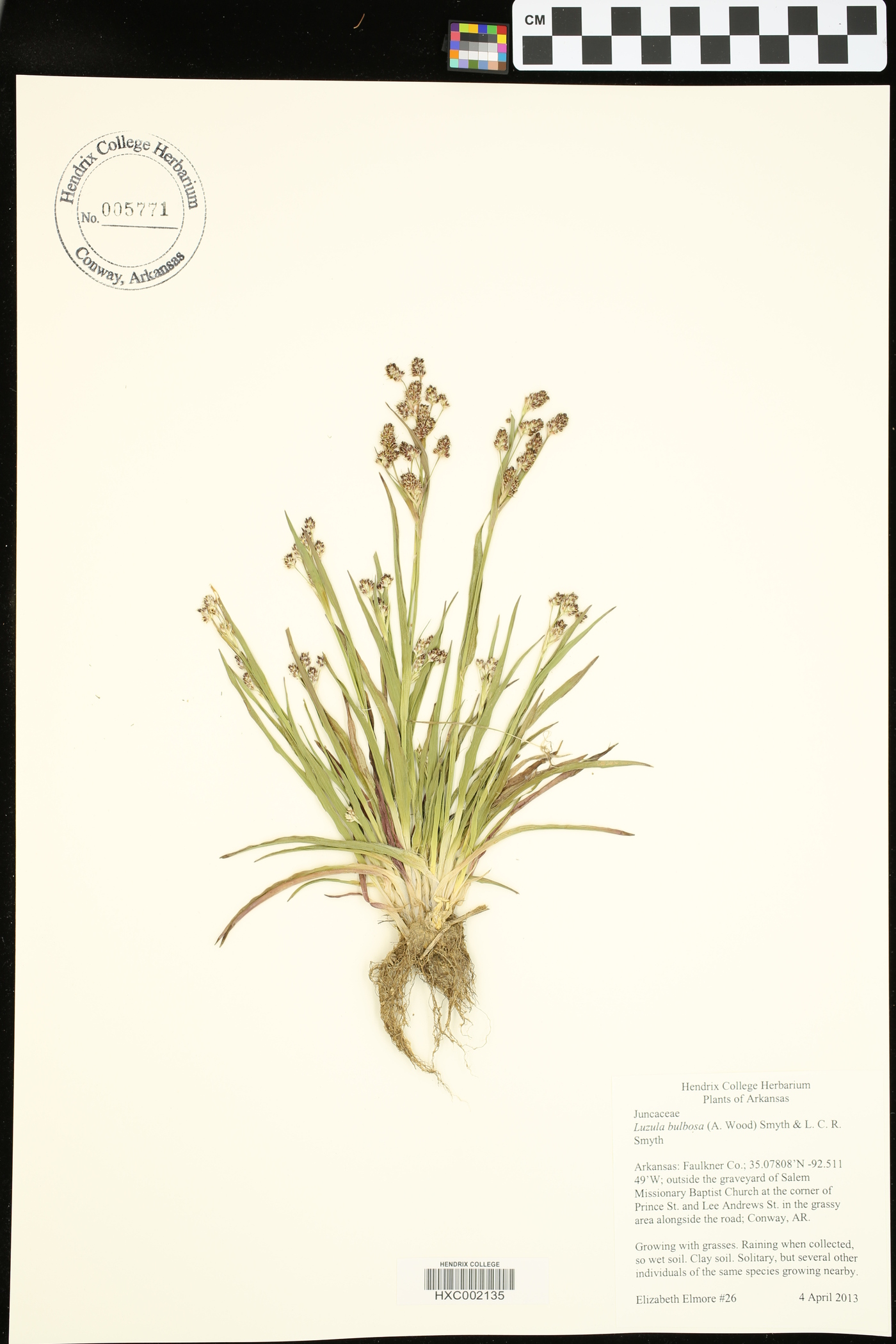 Luzula bulbosa image