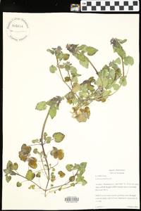 Lamium purpureum image