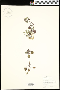 Lamium purpureum image