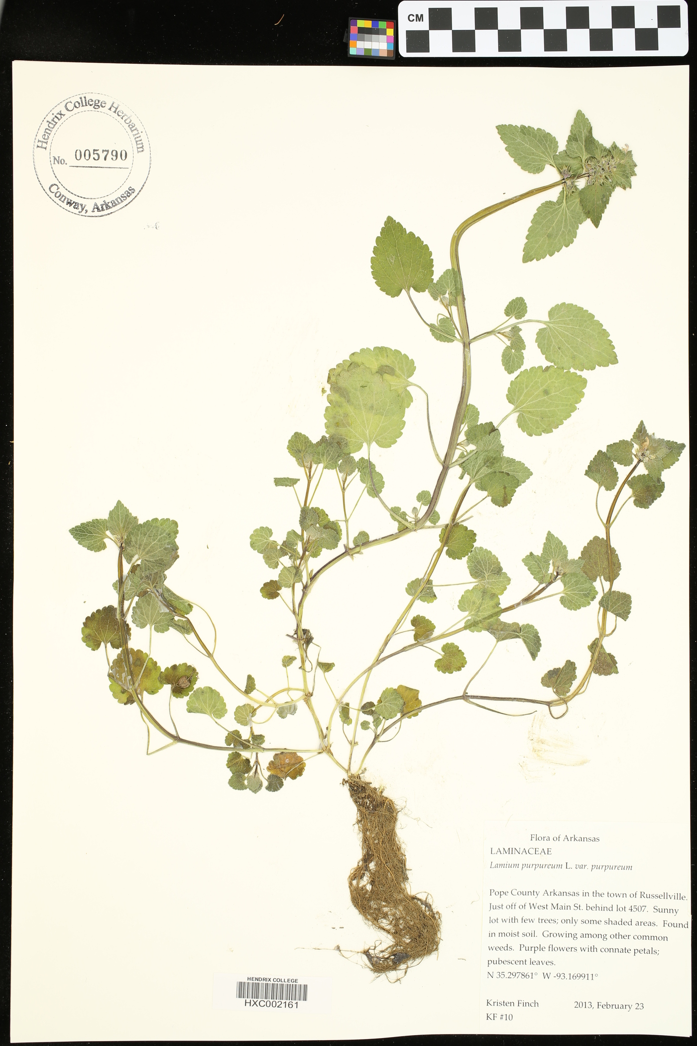 Lamium purpureum var. purpureum image