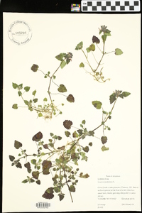 Lamium purpureum image