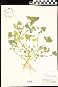 Lamium purpureum image