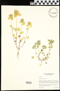 Lamium purpureum image