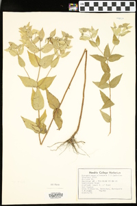 Pycnanthemum albescens image