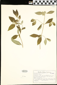 Pycnanthemum albescens image