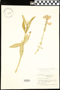 Physostegia virginiana subsp. praemorsa image