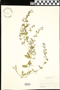 Trichostema coeruleum image