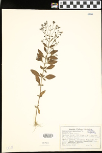 Trichostema dichotomum image