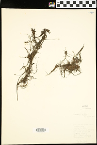 Utricularia gibba image