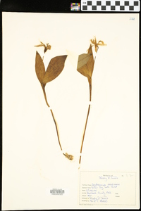 Erythronium rostratum image