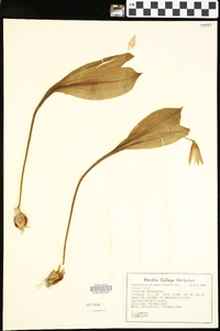 Erythronium rostratum image