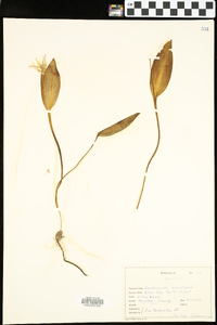 Erythronium rostratum image