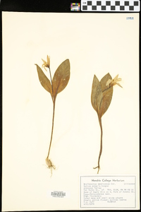 Erythronium rostratum image