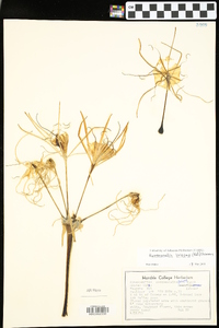 Hymenocallis liriosme image