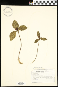 Trillium recurvatum image