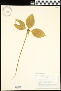 Trillium recurvatum image