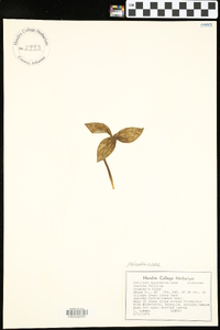 Trillium recurvatum image