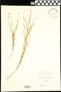 Linum medium var. texanum image