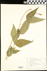 Spigelia marilandica image