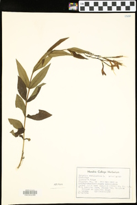 Spigelia marilandica image