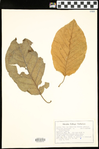 Magnolia acuminata image