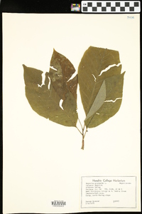 Magnolia acuminata image