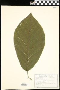 Magnolia acuminata image