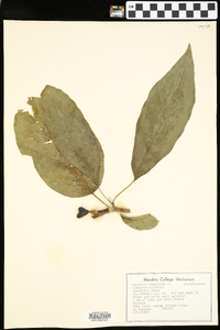 Magnolia acuminata image