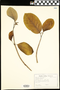 Magnolia acuminata image