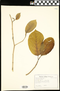 Magnolia acuminata image