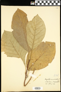 Magnolia acuminata image