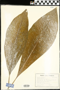 Magnolia tripetala image