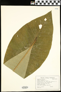 Magnolia tripetala image