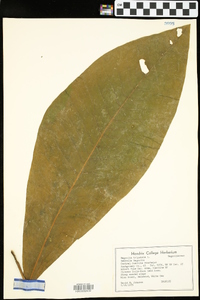 Magnolia tripetala image