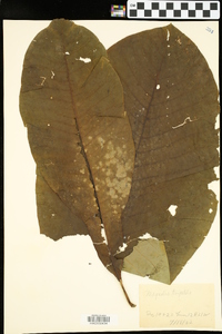 Magnolia tripetala image