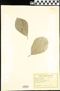 Magnolia soulangeana image