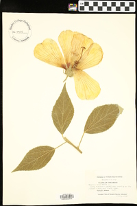 Hibiscus moscheutos image