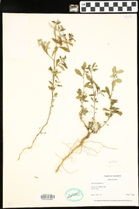 Sida rhombifolia image