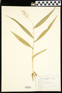 Dichanthelium polyanthes image