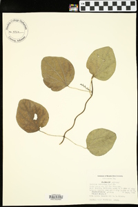 Nephroia carolina image