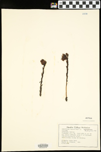 Hypopitys monotropa image