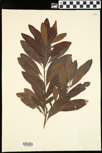 Myrica cerifera image