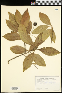 Chionanthus virginica image