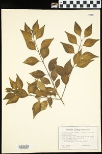 Forestiera acuminata image