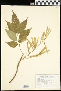 Fraxinus americana var. biltmoreana image