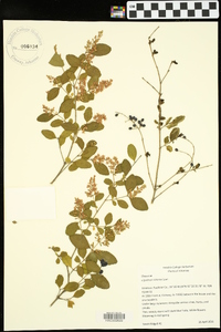 Ligustrum sinense image