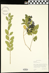 Ligustrum sinense image