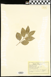 Ligustrum lucidum image