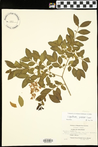 Ligustrum sinense image