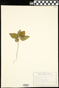 Circaea canadensis image